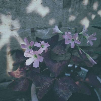 多地“纪念张国荣”演唱会涉及侵权